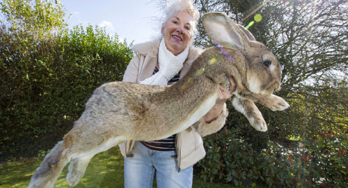 Il coniglio più grande del Mondo? Una bestia da 50 chili!